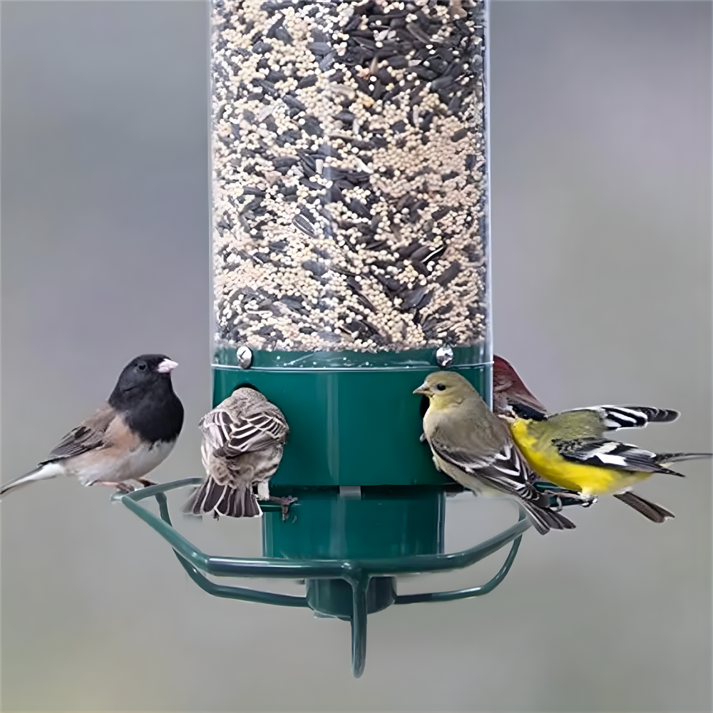 Mangeoire à oiseaux | Résistante aux écureuils, Grande capacité