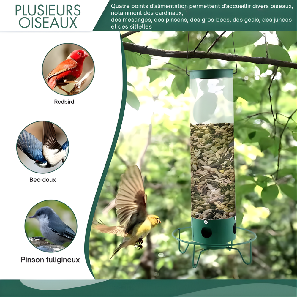 Mangeoire à oiseaux | Résistante aux écureuils, Grande capacité