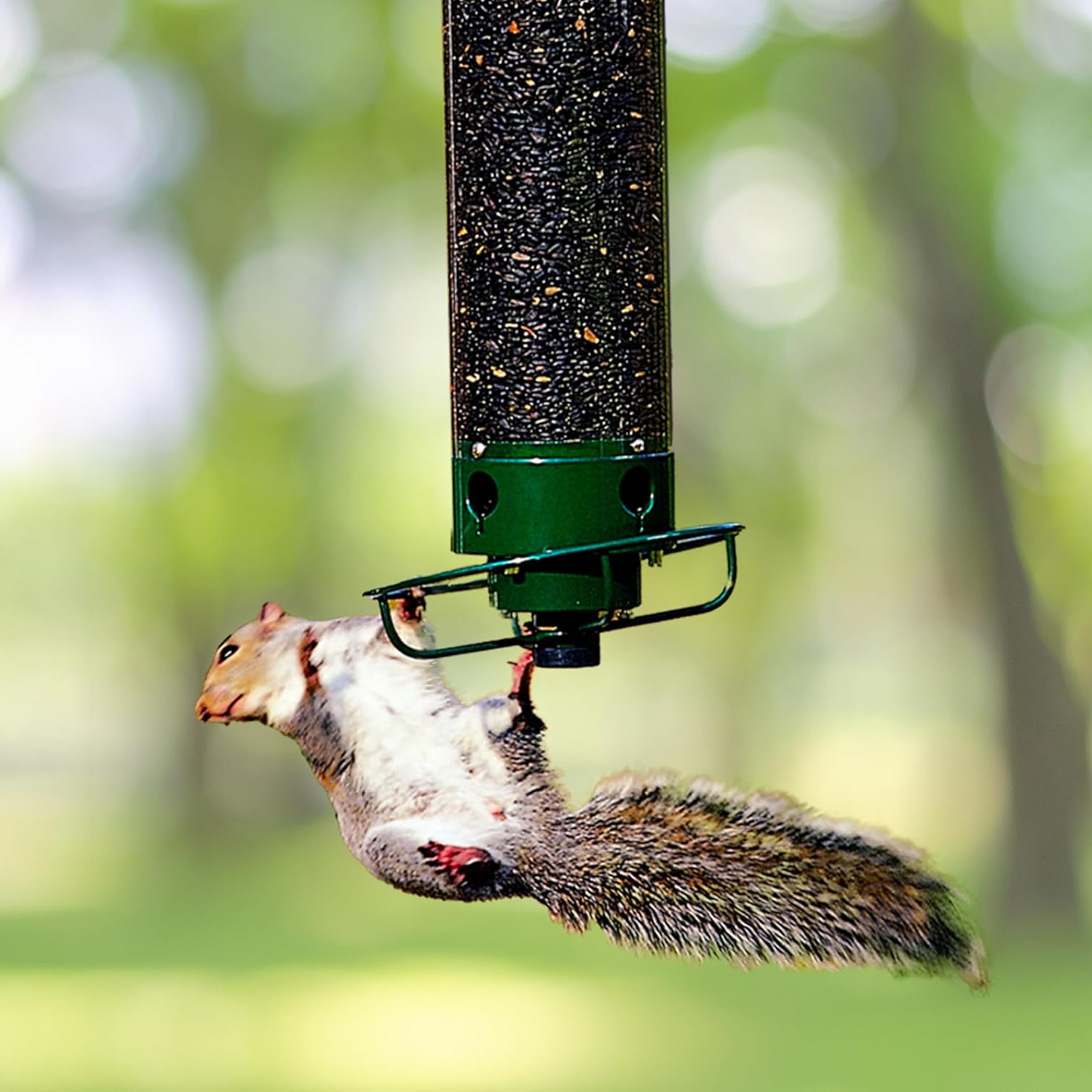 Mangeoire à oiseaux | Résistante aux écureuils, Grande capacité 0