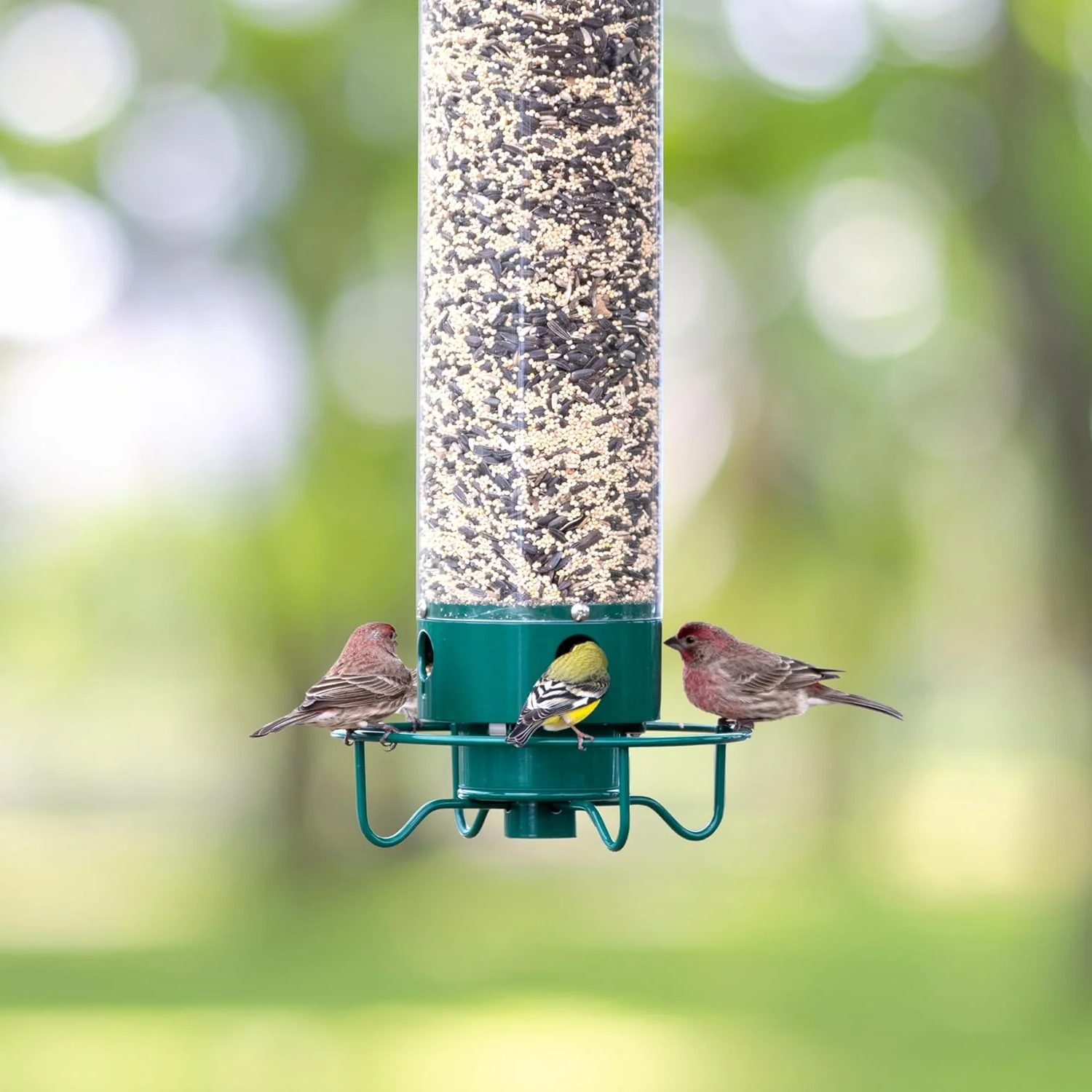 Mangeoire à oiseaux | Résistante aux écureuils, Grande capacité 5